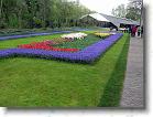 ...ca. 7 millioner blomsterløg